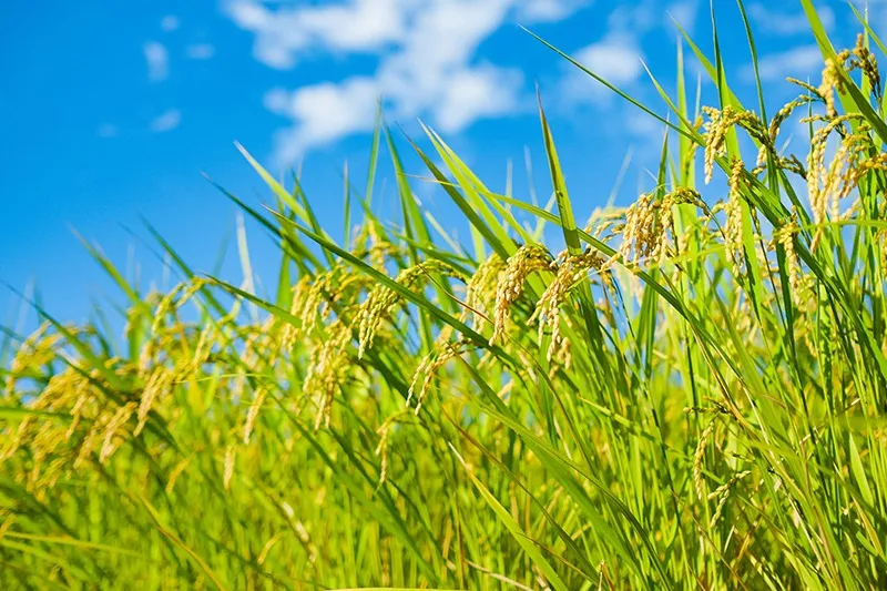気候風土を熟知した生産者が作るお米