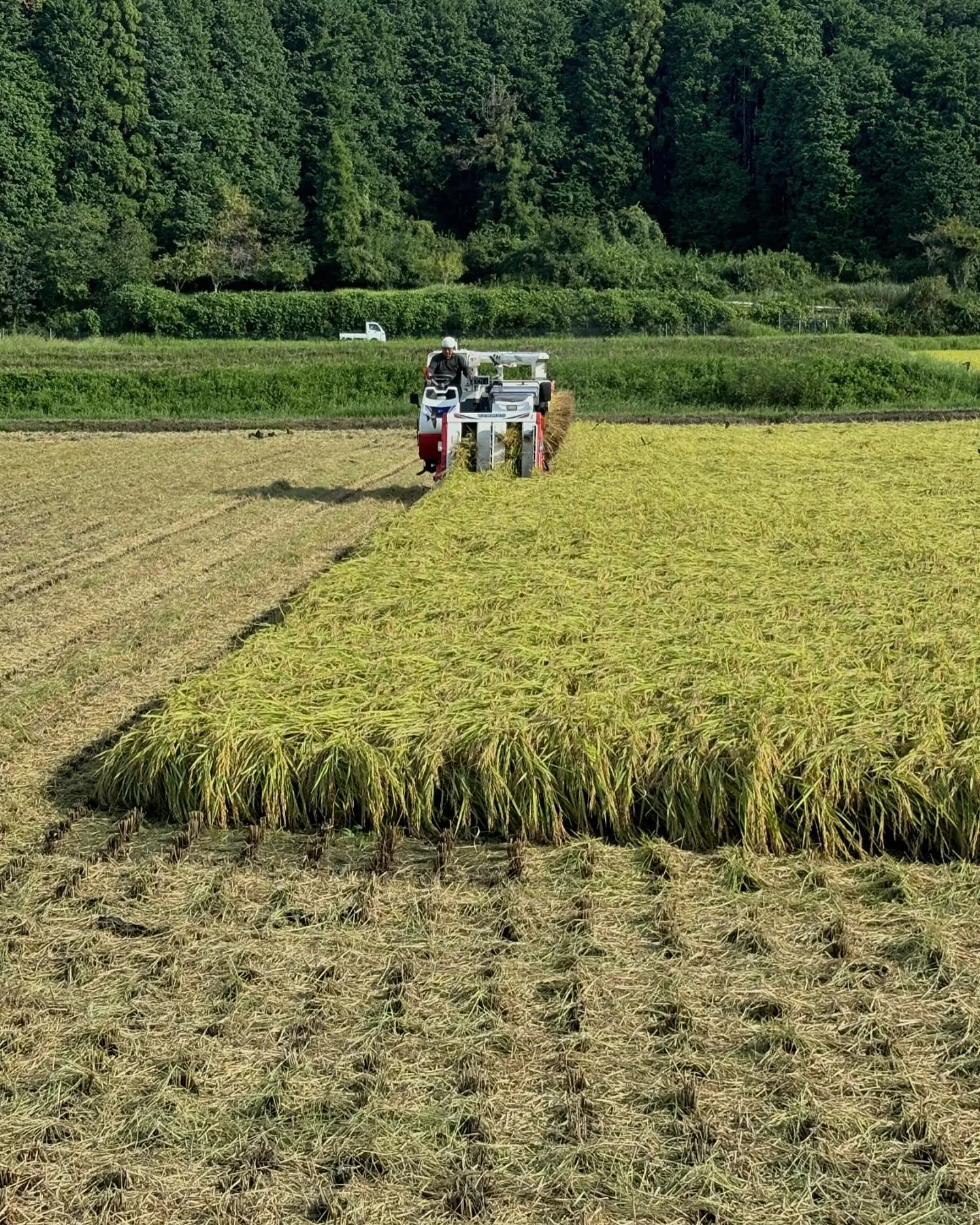 今年も新米の季節がやってきました🌾