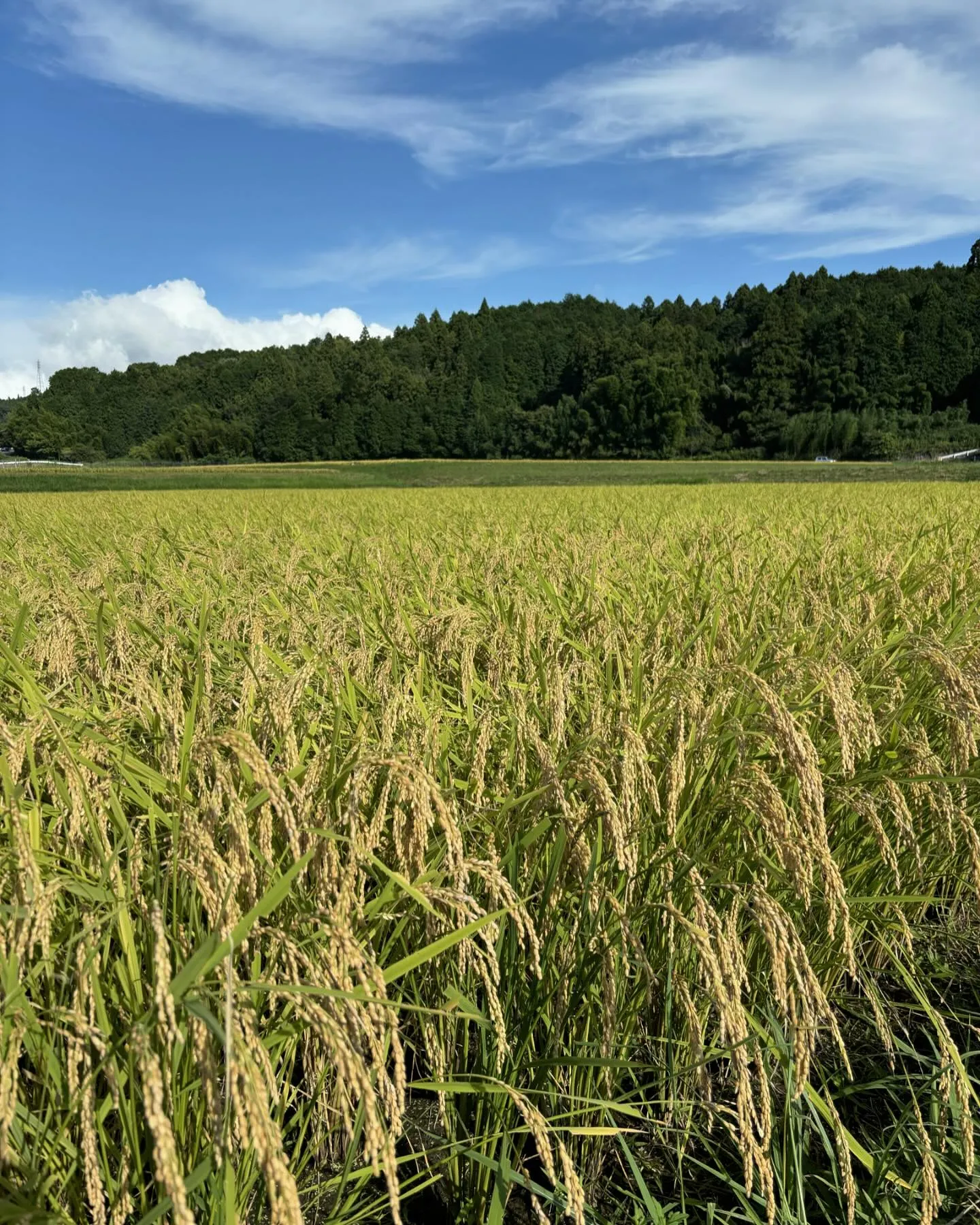 今年も新米の季節がやってきました🌾