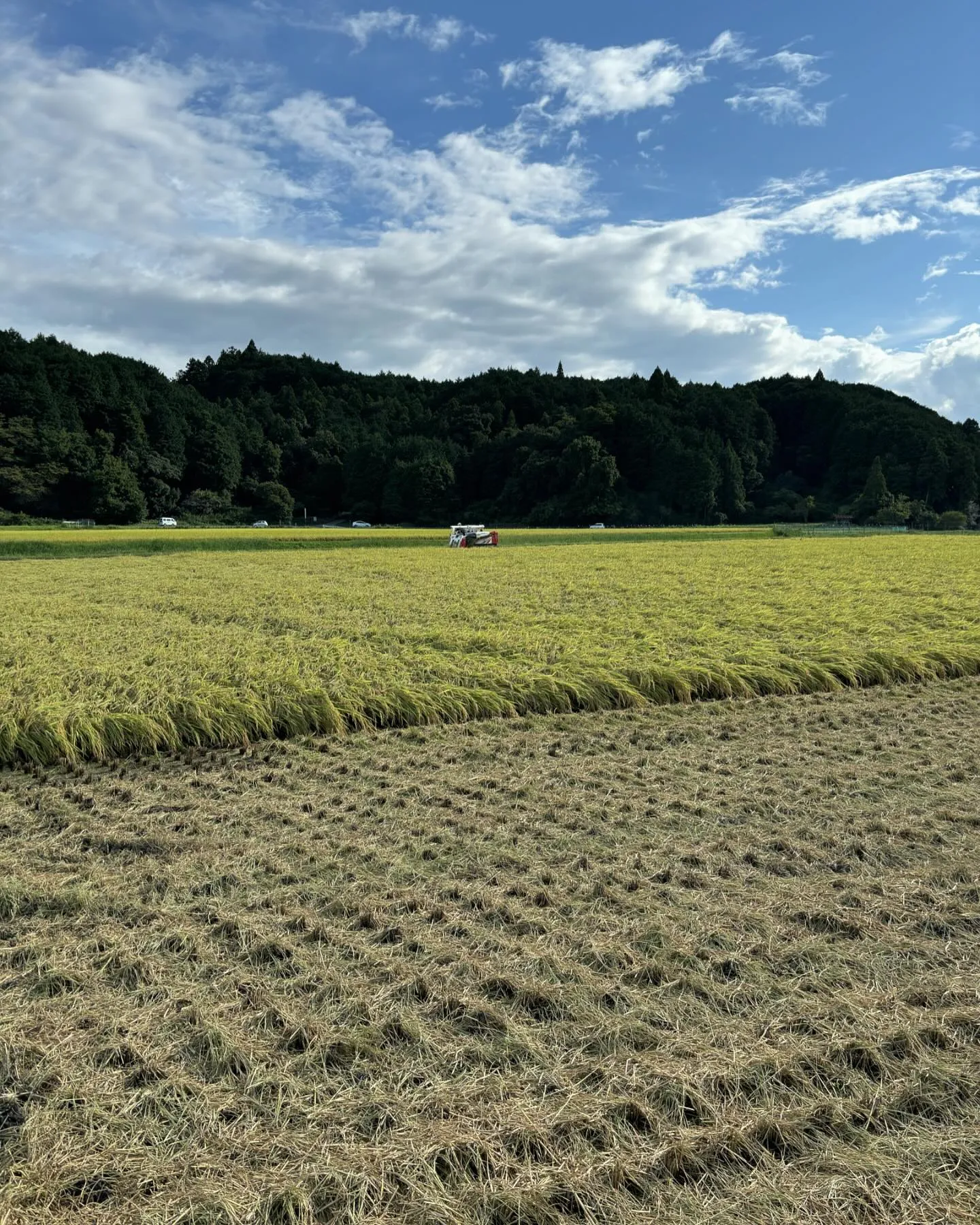 今年も新米の季節がやってきました🌾